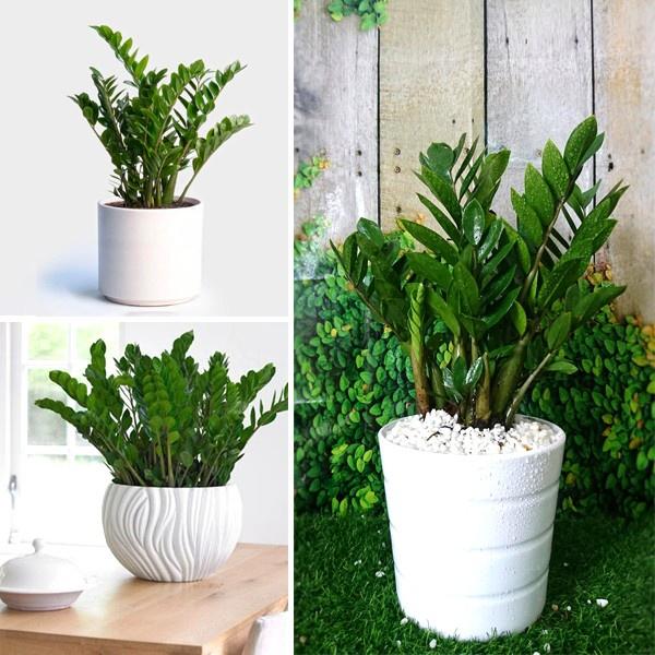 Cây Kim Tiền GỬI ĐI NGUYÊN bầu