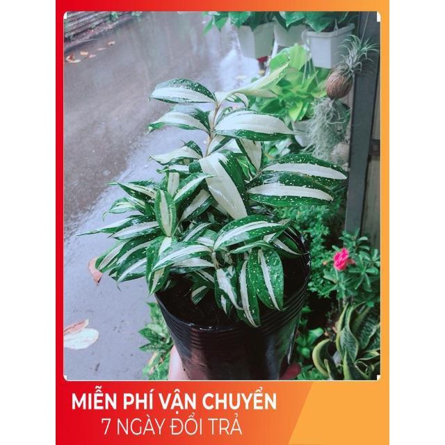 Trúc Nữ Hoàng