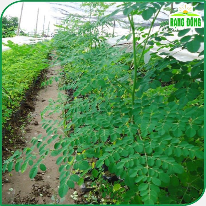 Hạt giống Chùm Ngây Trồng Quanh Năm - Hạt giống Rạng Đông
