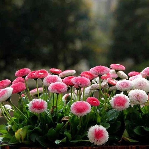 Hạt giống hoa cúc Daisy - cúc Bellis VTP71