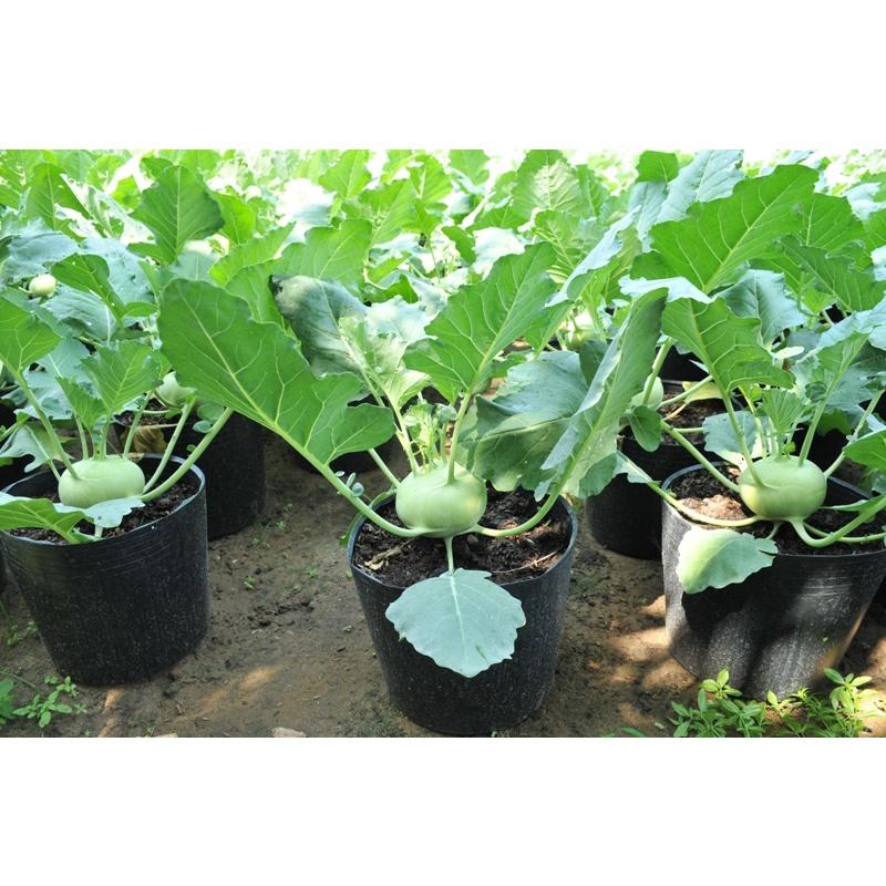 Hạt giống củ xu hào OP cao sản, ưa mát, kháng sâu bệnh, dễ trồng dễ chăm sóc - Gói 5g