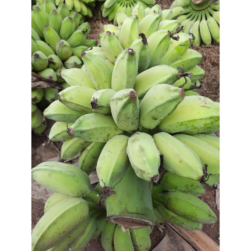 Cây giống chuối sáp nghệ - cây con tách mẹ