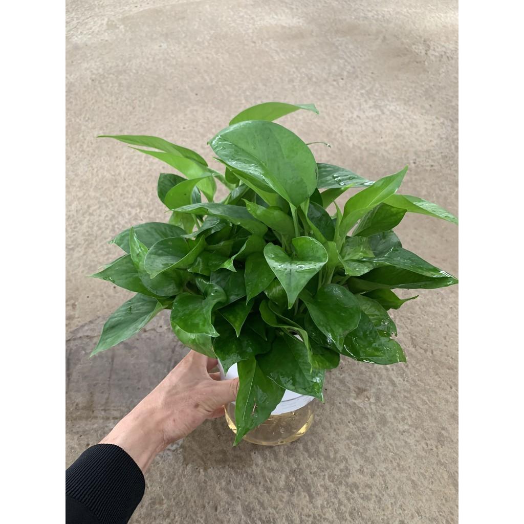 Cây vạn niên thanh thuỷ sinh bán kính 30cm, xum xuê nhánh lá, tươi tốt quanh năm, cây phong thuỷ để bàn mang đến may mắn