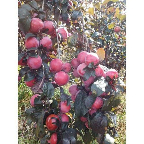 CÂY GIỐNG MẬN TRỨNG ĐỎ MEXICO
