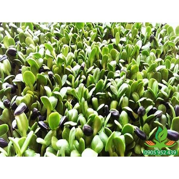 Hạt Giống Rau Mầm Hướng Dương - 1 gói 50g