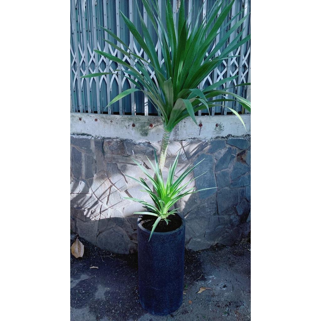 Chậu Phát Tài Núi 2 Tầng