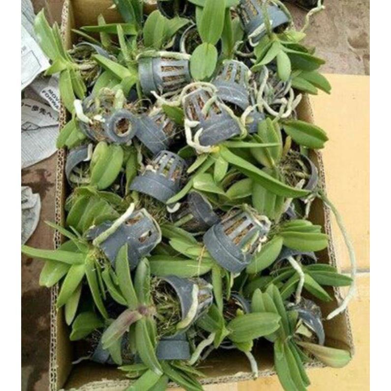 Sản Phẩm Hoa lan đai châu trắng đài loan