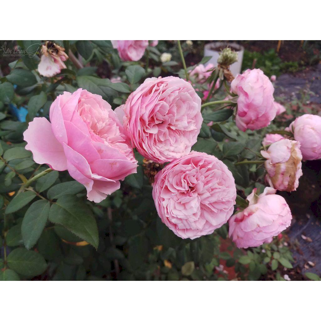 Hoa hồng ngoại Bel Canto hồng phấn bụi cực đẹp