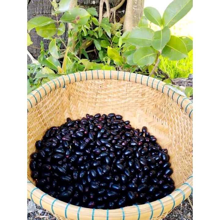 CÂY GIỐNG TRÂM GỐI LÙN TỨ QUÝ