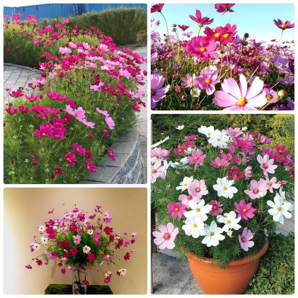 Hạt giống hoa cánh bướm Nhiều màu - 1 gói 200 hạt