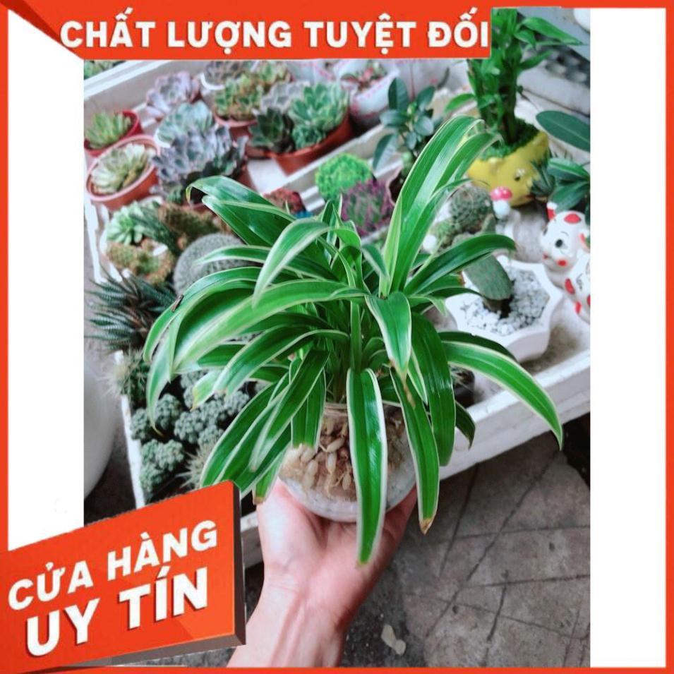 Cỏ Lan Chi Thủy Sinh Đẹp