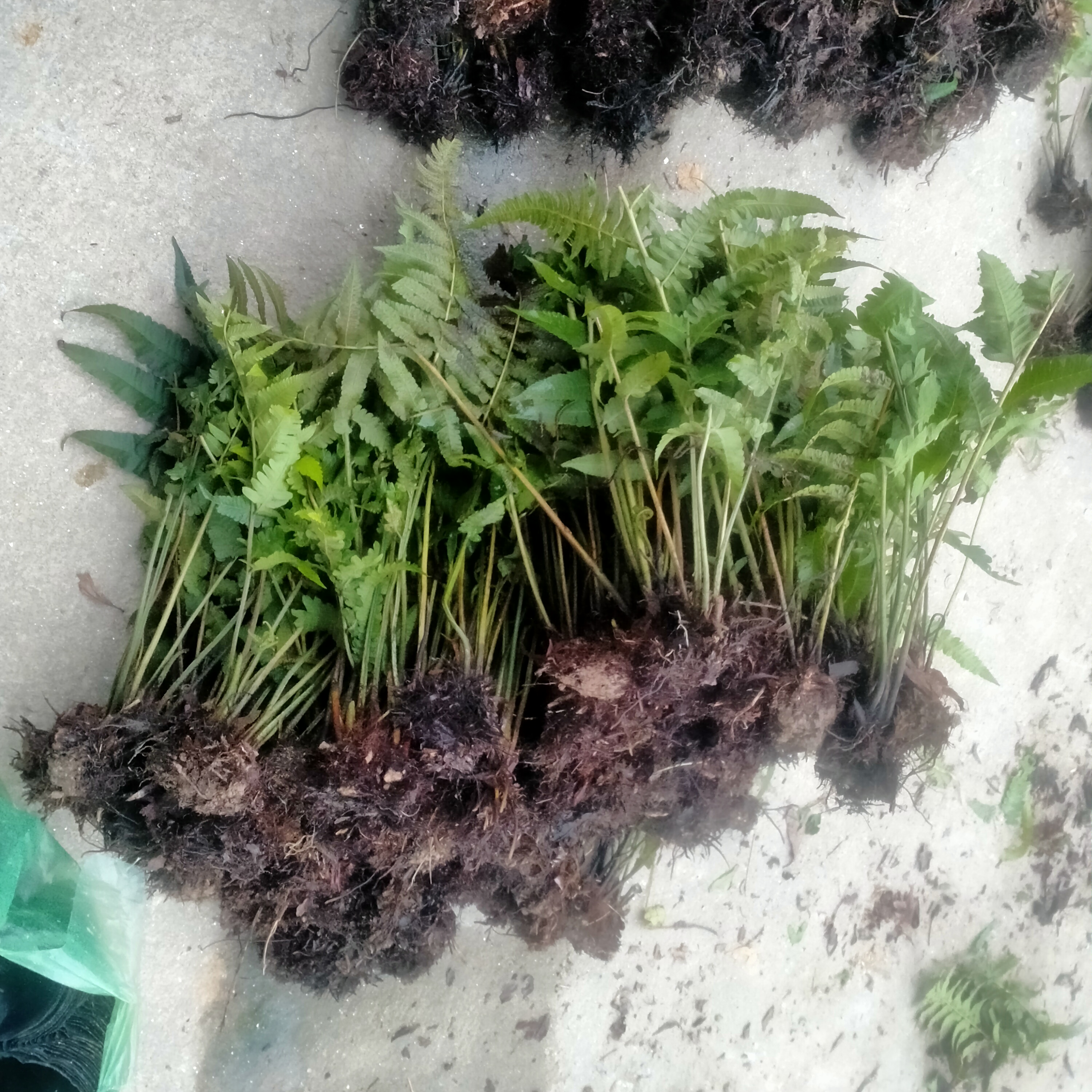 20 cây giống rau dớn 100k (tặng thêm 5 cây)