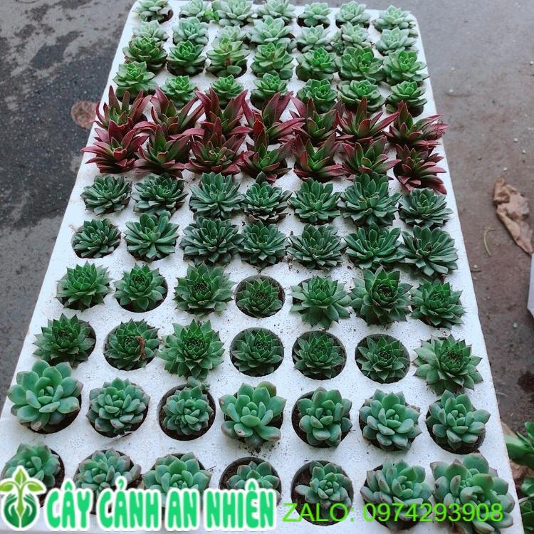 Combo 12 Cây Sen Đá