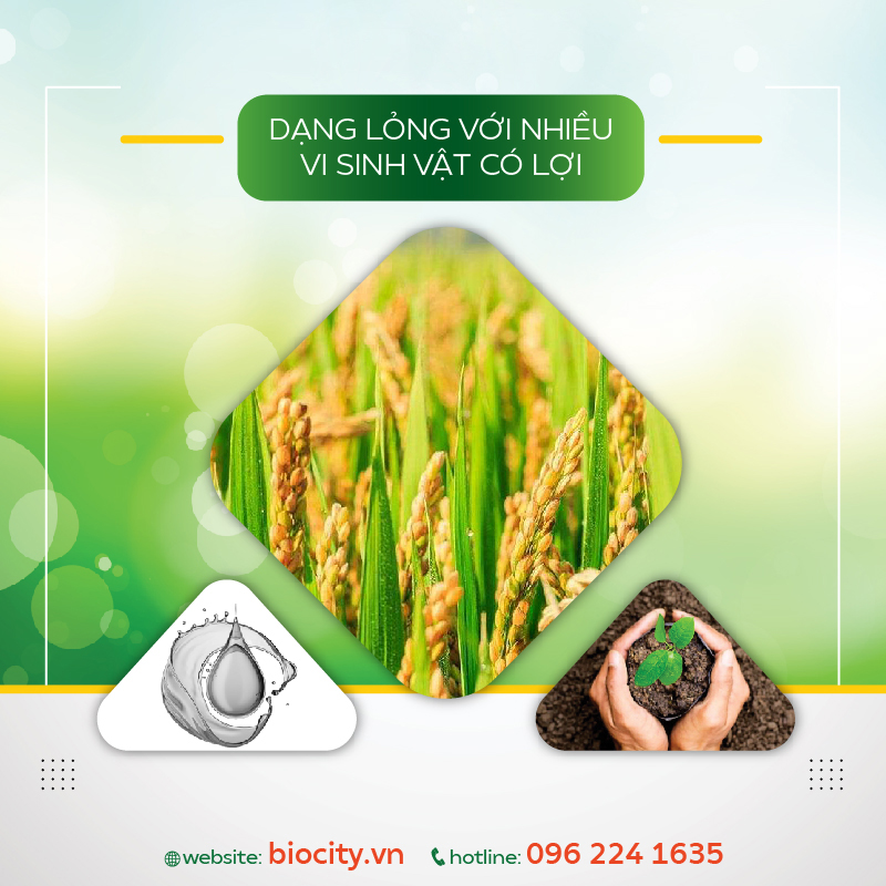 Phòng trừ đạo ôn lúa - đạo ôn cổ bông - Olala Đạo ôn 25g