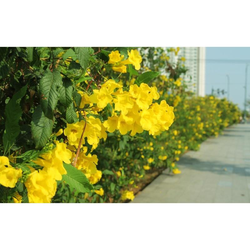 1 KG HẠT GIỐNG CÂY CHUÔNG VÀNG