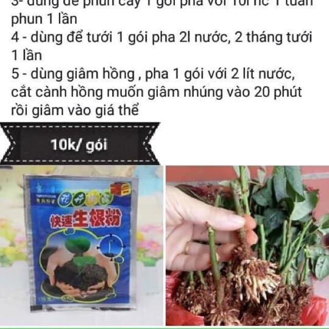 Siêu kích thích ra rễ