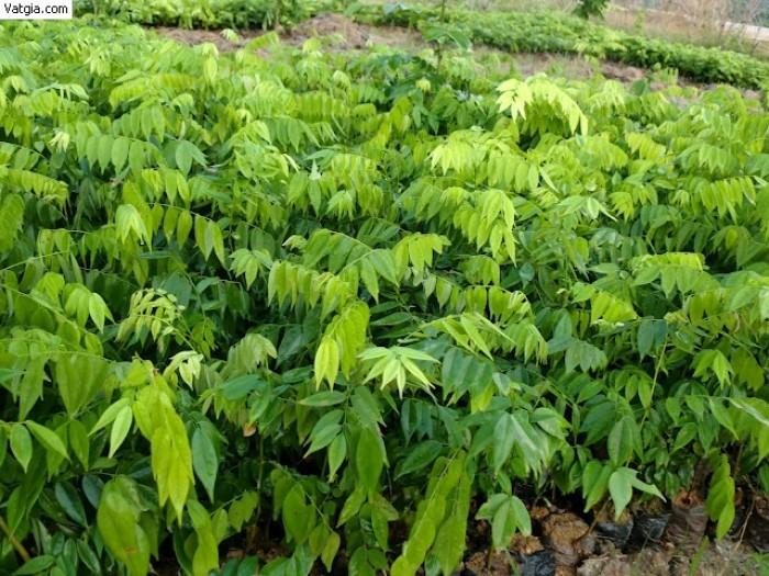 CÂY SƯA ĐỎ - CÂY LẤY GỖ GIÁ TRỊ KINH TẾ CAO, SIÊU LỢI NHUẬN, GỬI ĐI NGUYÊN BẦU