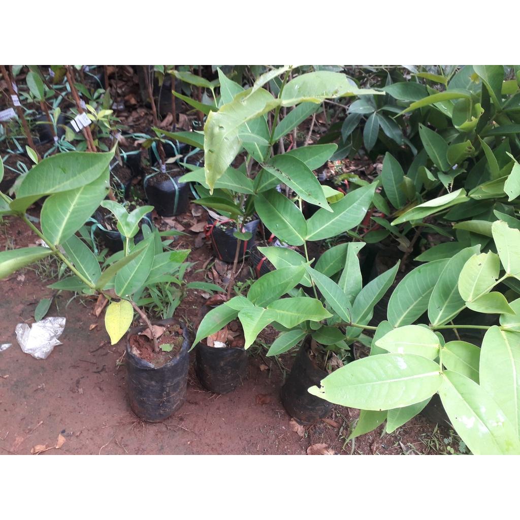 CÂY GIỐNG MẬN AN PHƯỚC thực sinh .