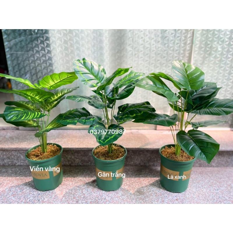 Cây giả - Cây lá xẻ 12 lá, cao 60cm kèm chậu