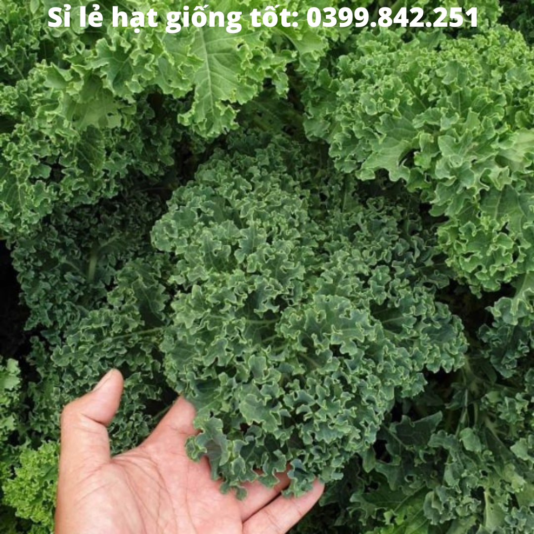 Hạt Giống cải xoăn Xanh, cải xoăn Kale