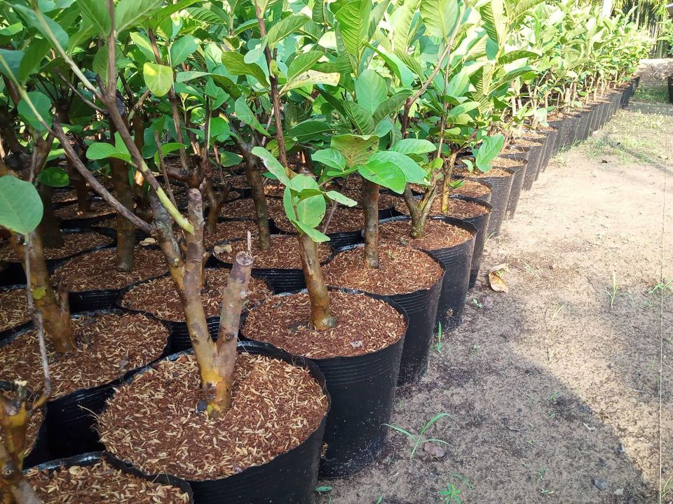 Bầu ươm cây 26x21a 1kg 50 bầu