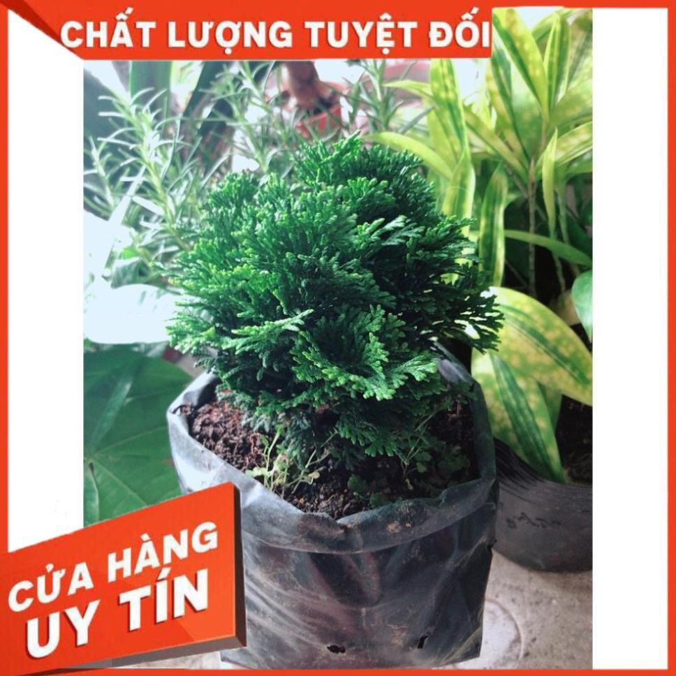 Cây Tùng Trắc Hay Trắc Tùng