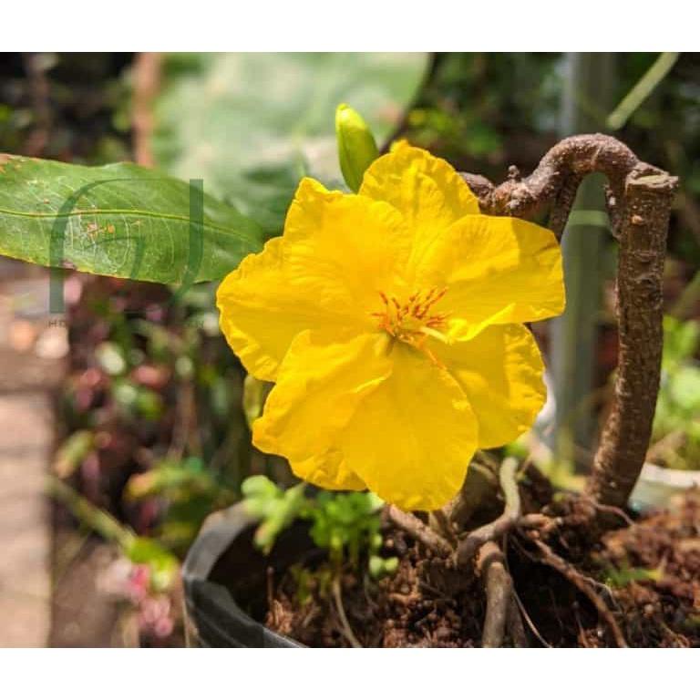 Cây mai giống tự quắn - cây giống