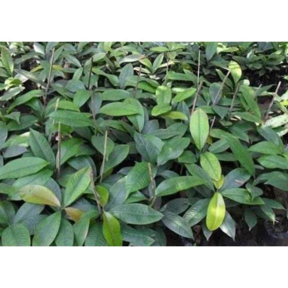 COMB 2 CÂY GIỐNG MĂNG CỤT
