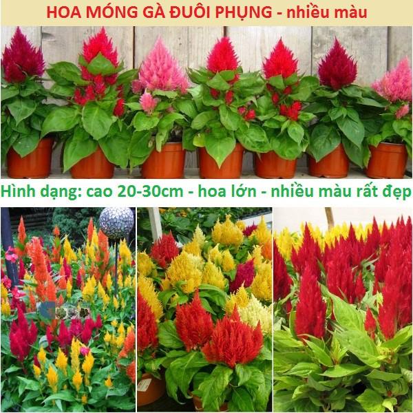 Hoa móng gà đuôi phụng nhiều màu - CELOSIA SCARLET FEATHER MIX