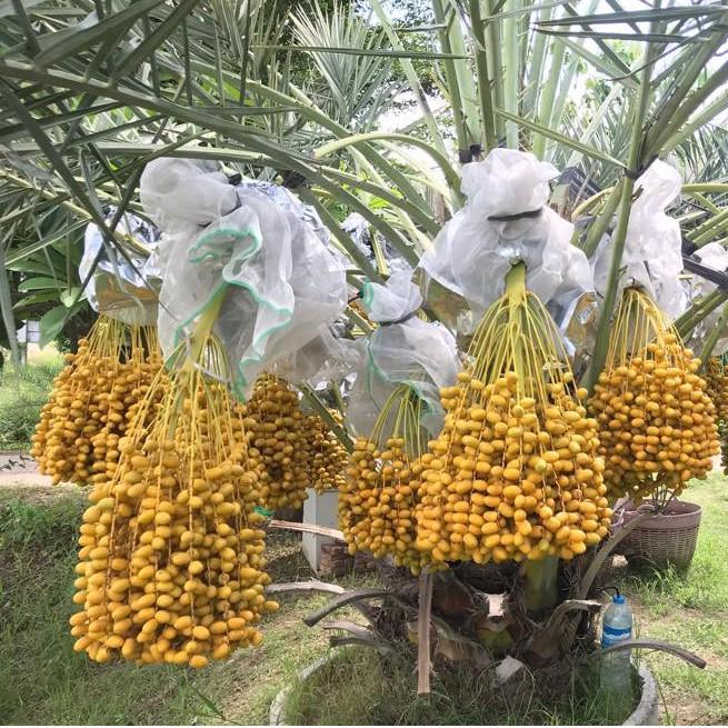 Hạt giống cây chà là Israel - 10 hạt/gói