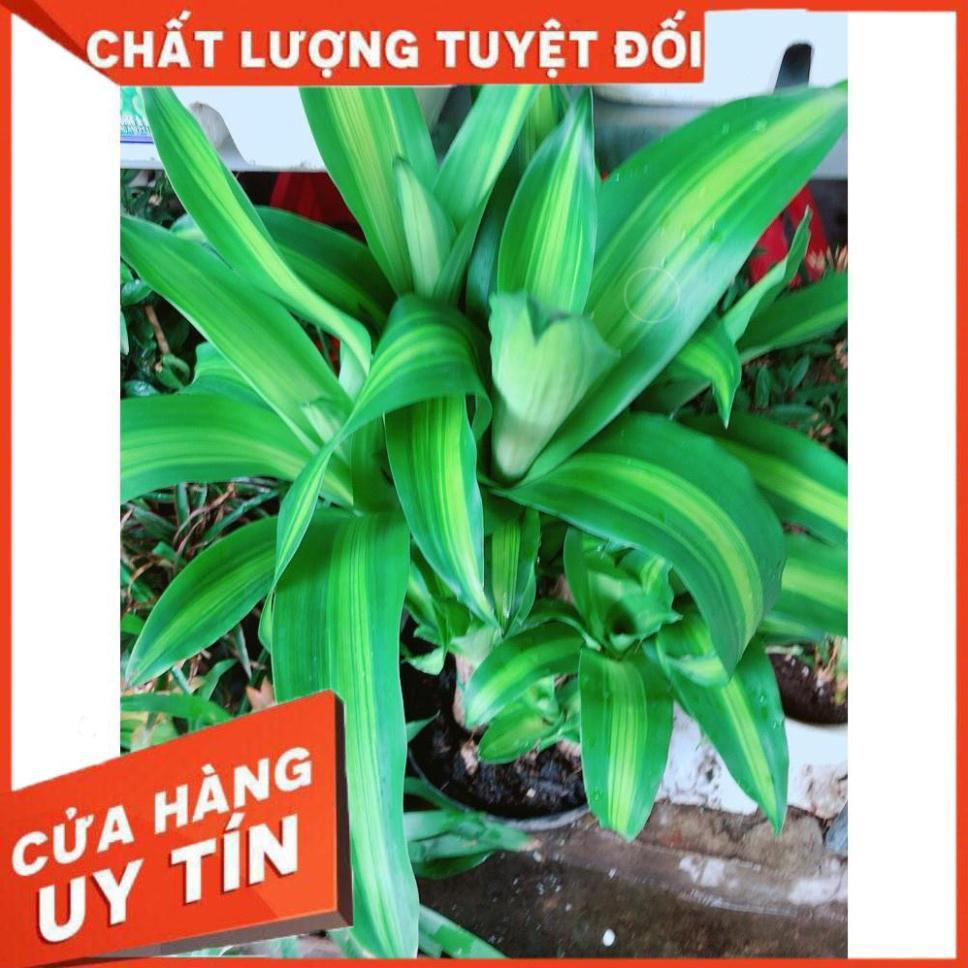 Cây phát tài