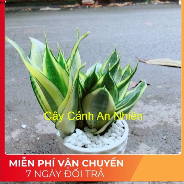 Chậu Lưỡi Hổ Thái