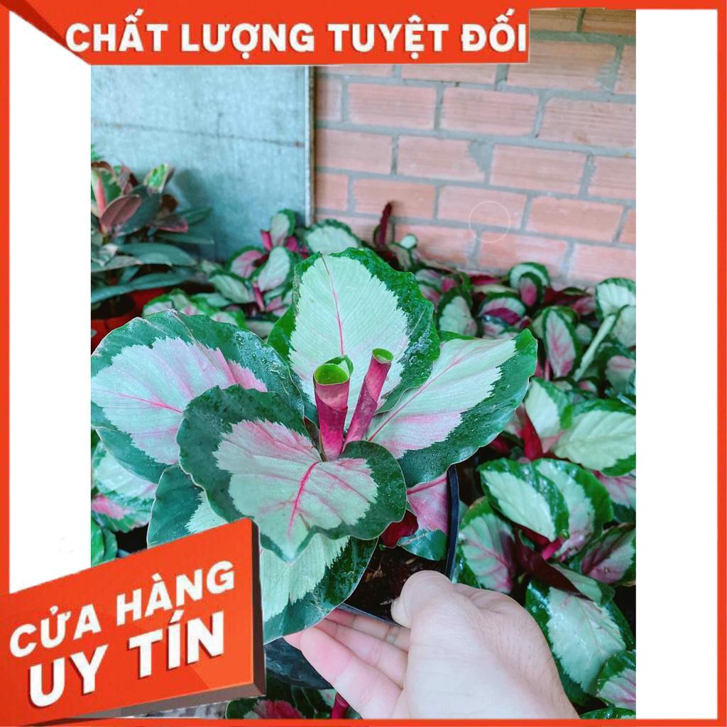 Đuôi công tím Nhiều Người Mua