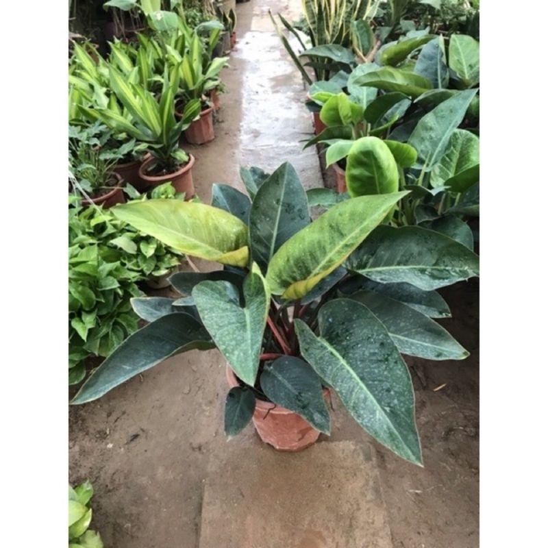 Trầu Bà Đế Vương  Xanh - Vàng  - Đỏ