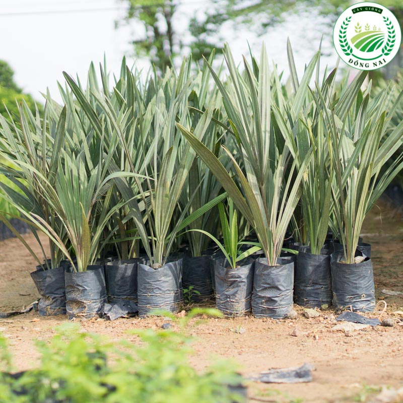 Cây giống Cọ Chỉ chuẩn giống