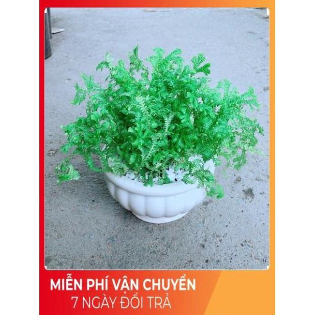 Chậu Rêu Xanh