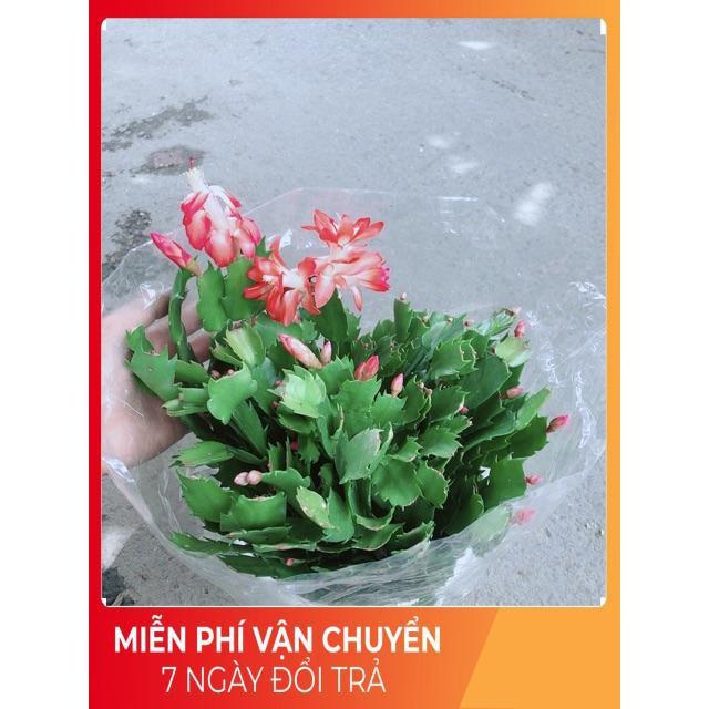 Hoa Tiểu Quỳnh