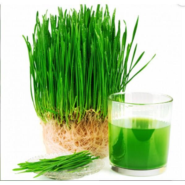 Hạt Giống Cỏ Lúa Mì Dễ Trông, Thơm Ngon Gói 100gr