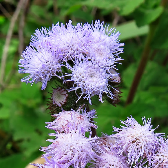 Tinh Dầu Cỏ Ngũ Sắc - Ageratum Grass Essential Oil 10ml - Hoa Thơm Cỏ Lạ