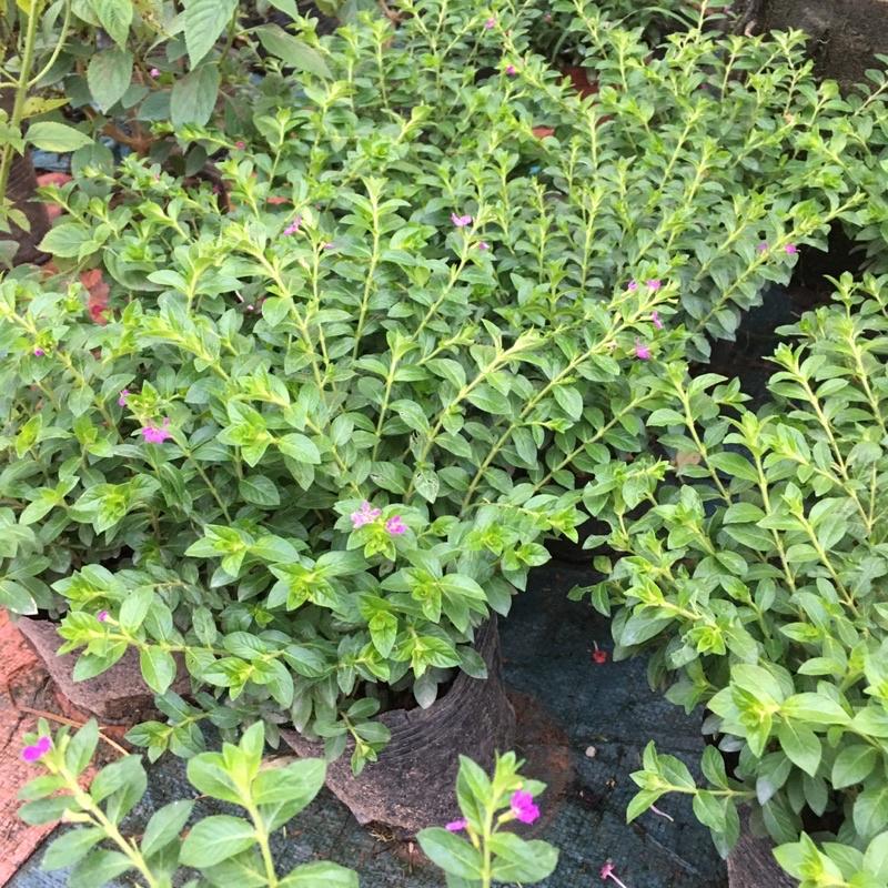 Cây Hoa Cẩm Tú Mai Trồng Bầu.Cây Xum Nhiều Hoa