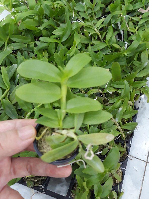 Hoa phong lan phi điệp 5ct phú thọ