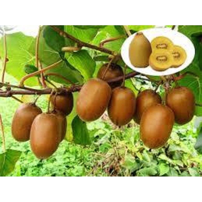 CÂY GIỐNG KIWI LEO GIÀN RUỘT VÀNG DÒNG QUẢ SỚM, CAM KẾT CHUẨN GIỐNG F1