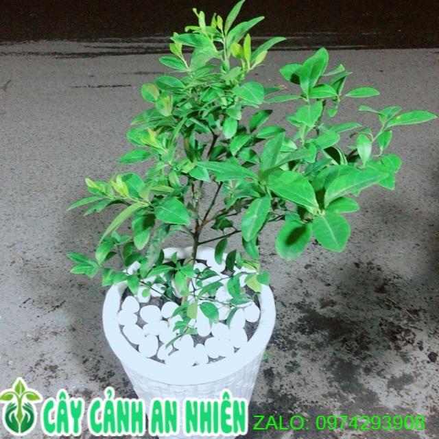 Chậu Cây Chanh Cho Sai Trái