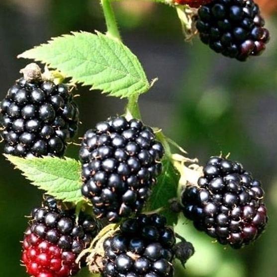 Hạt giống cây ăn trái mâm sôi đen f1 - gói 30 hạt