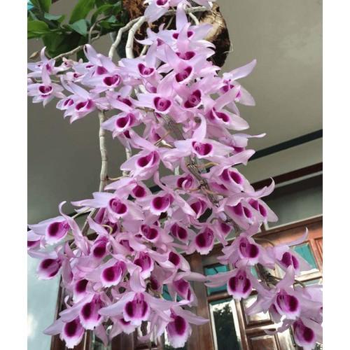 Phi điệp tím phú thọ hàng gieo hạt - PDTPTHGH