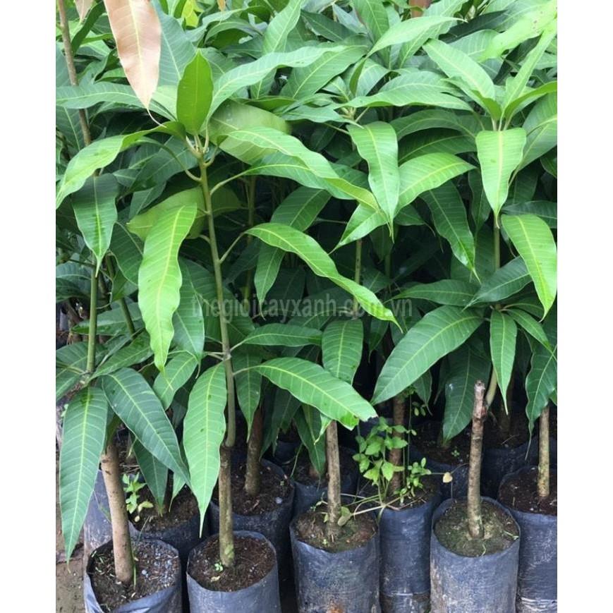 Cây giống xoài thái giòn