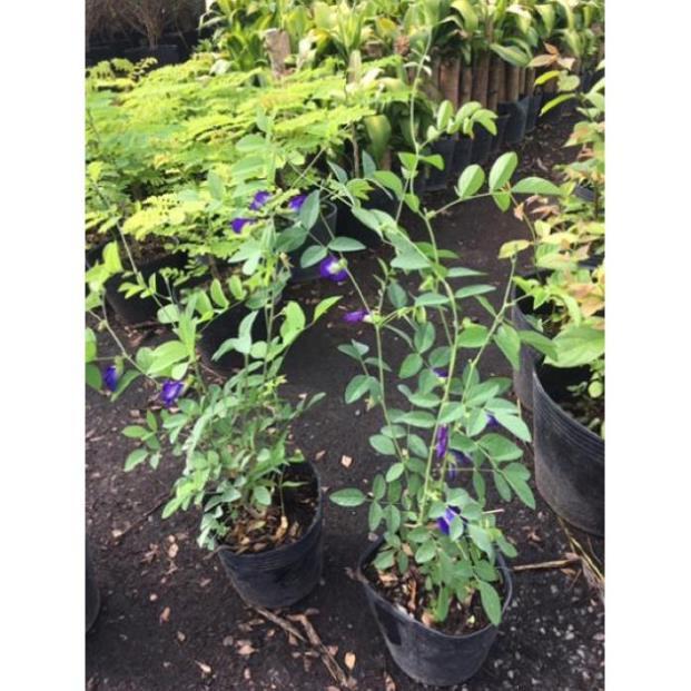 Cây hoa đậu biết