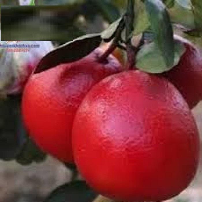 Cây BƯỞI ĐỎ - BƯỞI TIẾN VUA