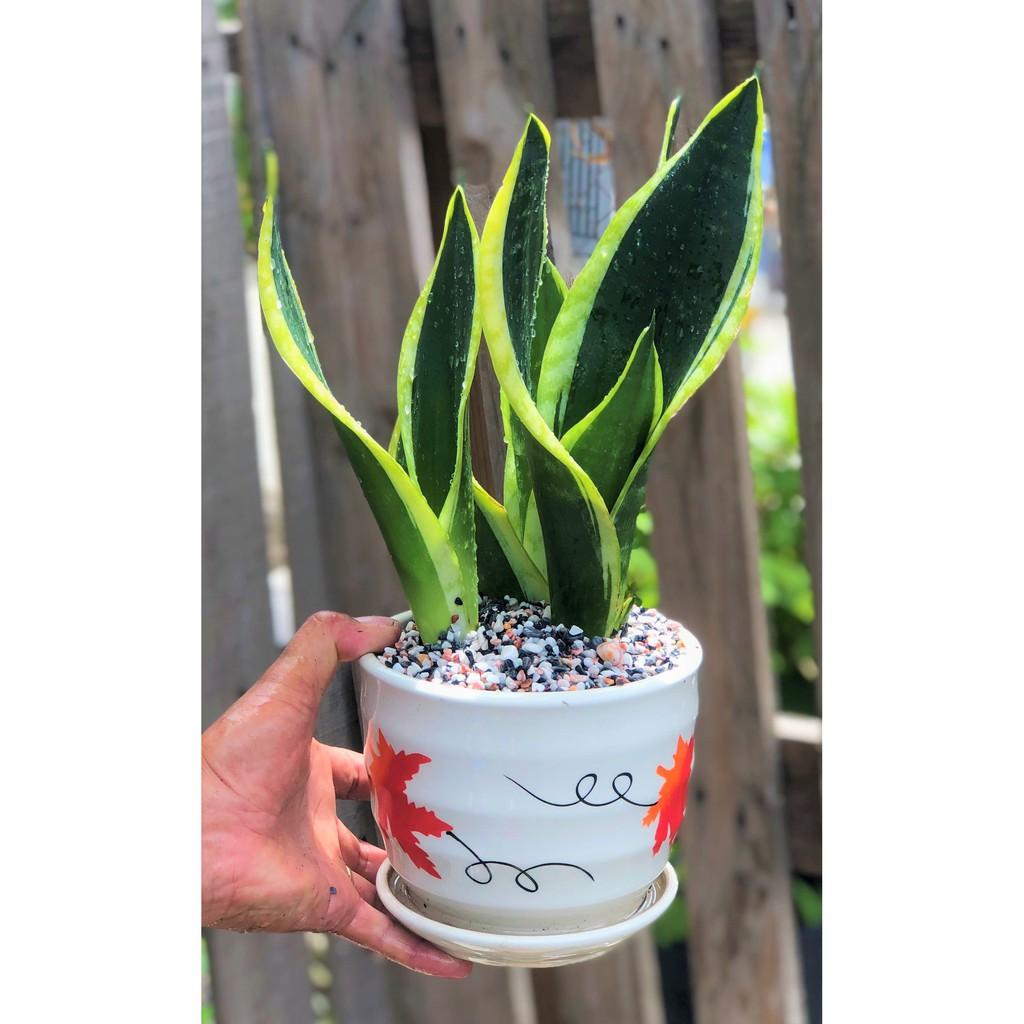 Chậu sứ cây lưỡi hỏ hoàng kim tặng kèm đá trang trí