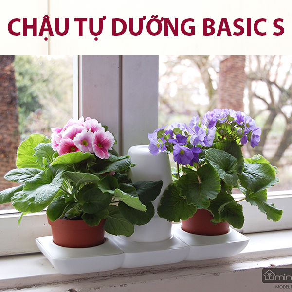 Chậu Cây Tự Dưỡng Thông Minh nhập khẩu Bồ Đào Nha giúp cây trồng tự động tưới, tự bón phân và dành cho người bận rộn nhưng yêu thiên nhiên